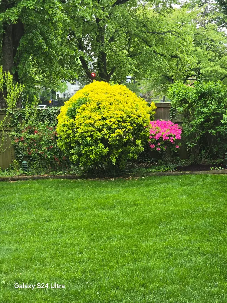 Neatly clipped golden shrub set in a green lawn beside a garden fence
