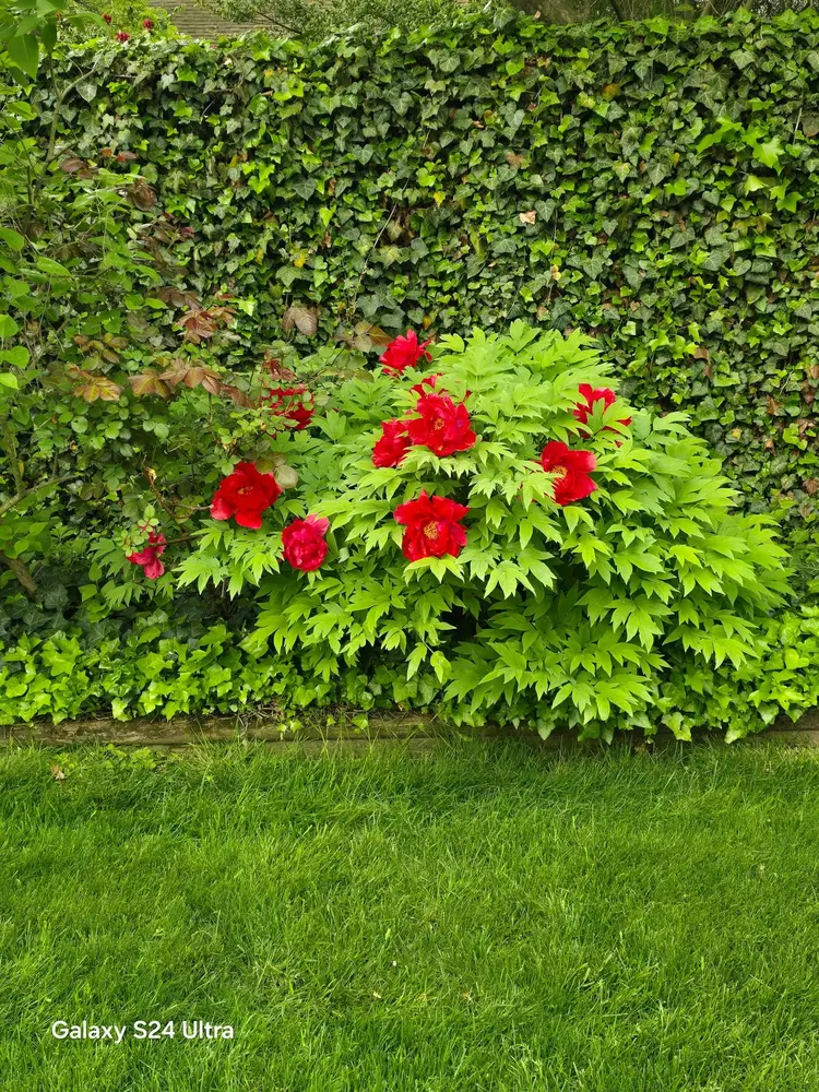Red peonies blooming in front of an ivy-covered garden wall